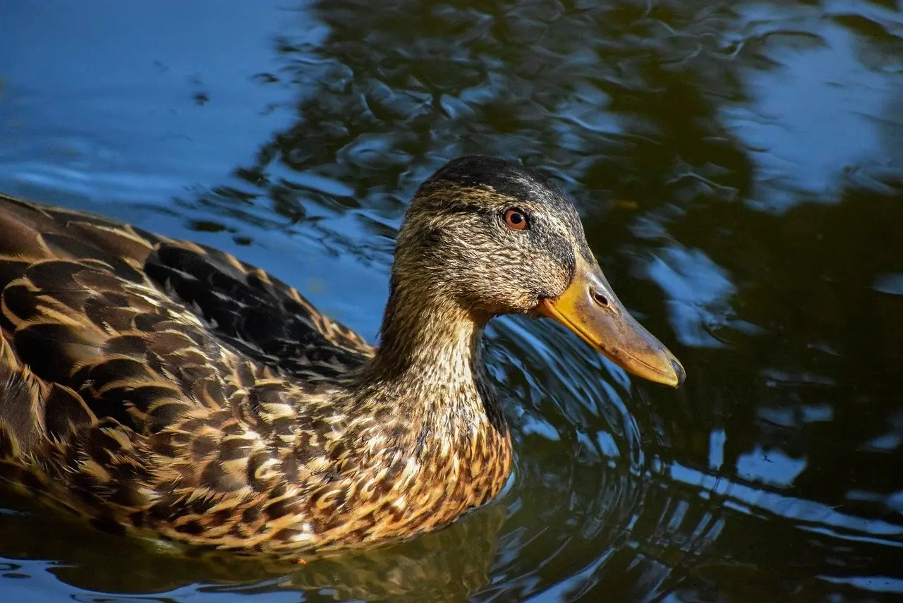 Hvorfor er sport i krydsord så populært blandt ordglade danskere?